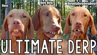 Ultimate Derp Compilation [upl. by Guimar583]