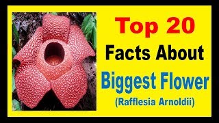 The Biggest Flower Rafflesia Arnoldii  Facts [upl. by Ylenaj]