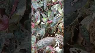 Hamigrgphis aiternataStrobilanthes alternata nature relaxingsound shortvideo ❤️😌😌 [upl. by Davidson287]