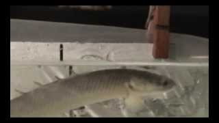 Polypterus senegalus spiracular air breathing [upl. by Iur]