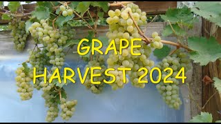 Grape Harvest 2024 🍇🍇🍇 [upl. by Ofilia]