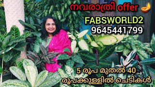 Offer plant sale malayalam  BalsamAglonima Calathea hanging plantspileacoleus etc plantsale [upl. by Snell]