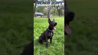 Malinois puppy blue color Unique Belgian Shepherd [upl. by Calandria]