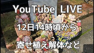 【312 LIVE】寄せ植え解体のコツとポイント [upl. by Yaner]