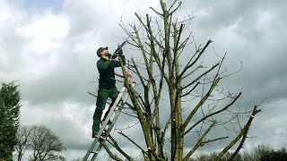 Kustorez How to prune Cherry tree [upl. by Nishom]