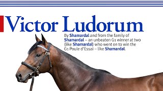 Victor Ludorum  by Shamardal and from the family of Shamardal [upl. by Ainit521]