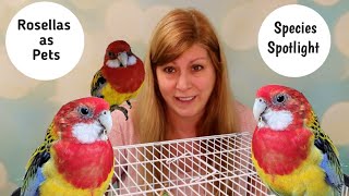 Rosellas as Pets Species Spotlight [upl. by Dnalon]