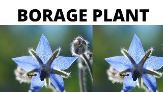 BORAGE PLANTLOUIE ECAT [upl. by Zined419]