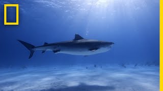 Tiger Shark Database  Worlds Biggest Tiger Shark [upl. by Gaskill977]