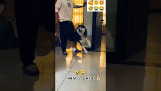 Funny cheating 🤣😂😂 rahulpets love funnydogs shortsfeed doglover funny shortsviral [upl. by Gladdie]