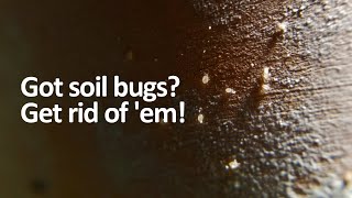 Tiny white bugs in soil How to get rid of soil mites [upl. by Stoffel]