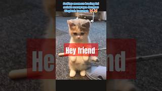 Cat Says Hello 💓💓😻 short [upl. by Yelroc]