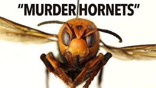 Everything You Need To Know About Murder Hornets In 6 Minutes [upl. by Gnuj910]