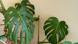 Repotting a 32 Year Old Monster  Monstera deliciosa cheese plant [upl. by Ennayoj]