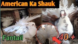 American lakha ka Shauk 🤩American Fantail pigeons ❤️40 plus lakha Kabootar videos [upl. by Nnylrefinnej833]