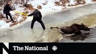 TheMoment a couple rescued a moose from a halffrozen river [upl. by Ninnetta802]