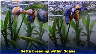 betta fish breeding easiest way explained  தமிழ் [upl. by Hareemas]