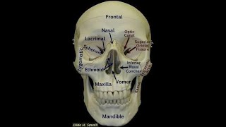 Study science and Anatomy Of Human Skull Parts types of skull Cranium and Facial bones treatment [upl. by Dallman713]