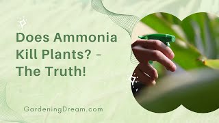 Does Ammonia Kill Plants – The Truth [upl. by Eerehs622]