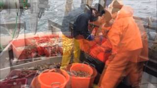 PRAWN TRAWLING SCOTLAND aboard Hawthorn FR25 GoPro [upl. by Akcir]