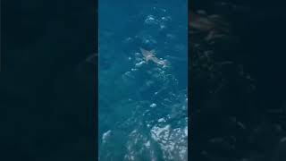 Orca  Killer Whale Takes Out Giant Great White Shark  plus slow motion  Amazing [upl. by Otirecul]