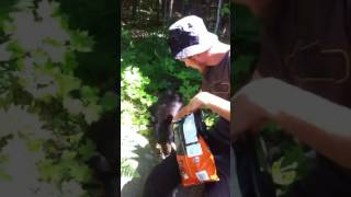 Petting a wild black bear in Dorset Ontario [upl. by Jean-Claude]