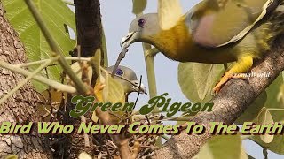 Green Pigeon  Some Wonderful Facts [upl. by Yreme]