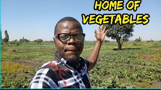 NDOLA ZAMBIA  HOME OF VEGETABLES [upl. by Anilem]