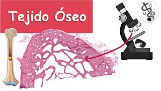 🔬Corte Histológico Laminilla de Tejido ÓSEO al Microscopio  Histología [upl. by Atiana329]