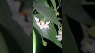 shortvideo nature benefits of harsingar 🌷🚩🕉️ [upl. by Tama]