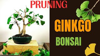 Pruning Ginkgo Biloba Bonsai [upl. by Llenna632]