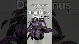 Стробилантес Дайера Strobilanthes Dyerianus чайнаяроза tearose [upl. by Adolf196]