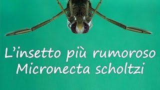 Linsetto più rumoroso Micronecta scholtzi [upl. by Aicirt]