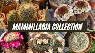 My Mammillaria Cactus Collection [upl. by Sauls]