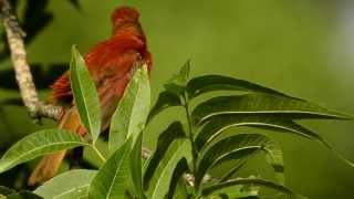 Singing Summer Tanager [upl. by Eizeerb782]