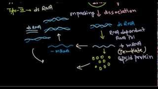 10 Replication of dsRNA virus [upl. by Sibbie329]