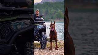 doberman dobermanpinscher puppies dobermanattack dobermanbarking dogbreeds canecorso hunter [upl. by Jain]