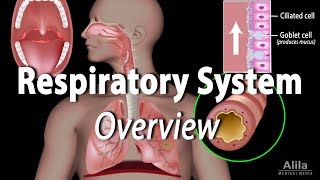 Overview of the Respiratory System Animation [upl. by Jeanette]