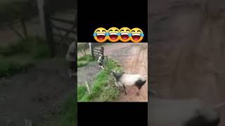 comedy viralvideo viralshorts explore dog fighting cow reels instgram dogfight quetta [upl. by Nossila]