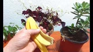 Make Banana peel Fertilizer for any plants very easy [upl. by Tavie69]