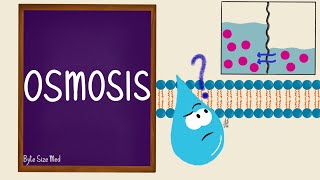 Osmosis  Osmolarity  Osmotic Equilibrium  Transport Across the Cell Membrane  Cell Physiology [upl. by Thorin93]