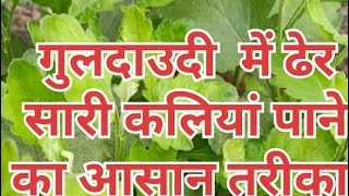 care tips of guldaudi SameerSinghGarden gardeningismypassionhindiv902 DelhiDudes [upl. by Fatima577]