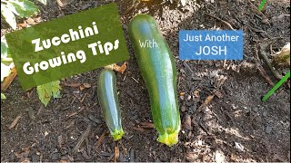 Three Simple Zucchini Growing Tips [upl. by Emmie]