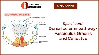 Spinal cord Dorsal column pathwayFasciculus Gracilis and Cuneatus [upl. by Arahsak]