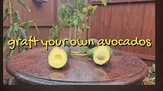 Graft Your Own 🥑Avocados🥑 [upl. by Kifar137]