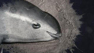 Endangered porpoise dies during rescue [upl. by Evy]