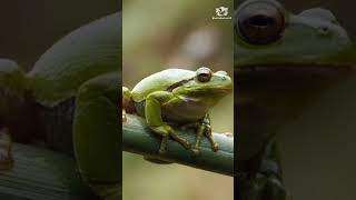 Hypnotizing Frogs The Fascinating Science Behind It 🐸 [upl. by Nesnar]