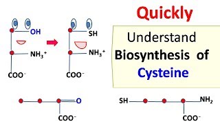 Cysteine biosynthesis [upl. by Esej]