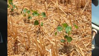 Twenty years of notilled doublecropped cotton and wheat in Goodyear AZ [upl. by Yelroc589]