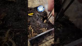 feeding another one of my pet holes curly hair tarantula Tliltocatl albopilosum [upl. by Ozkum]